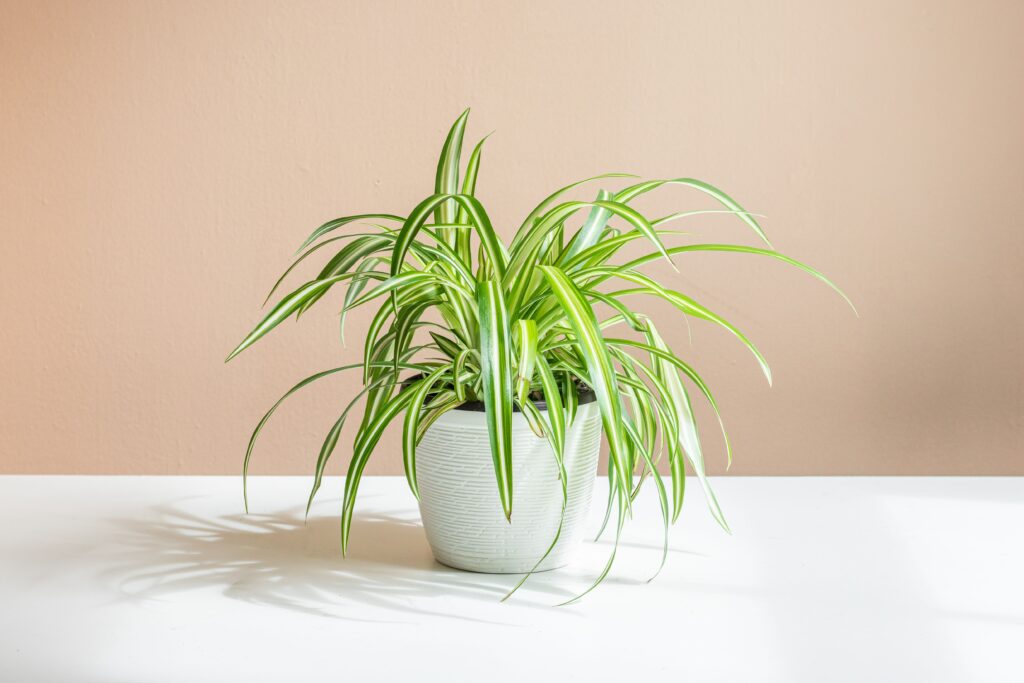 Plantele de interior nu sunt doar o adiție frumoasă la decorul casei tale, ci și au o serie de beneficii pentru sănătate. Acestea pot aduce un plus de frumusețe și prospețime în casa ta, îmbunătățind calitatea aerului și creând un mediu mai plăcut.