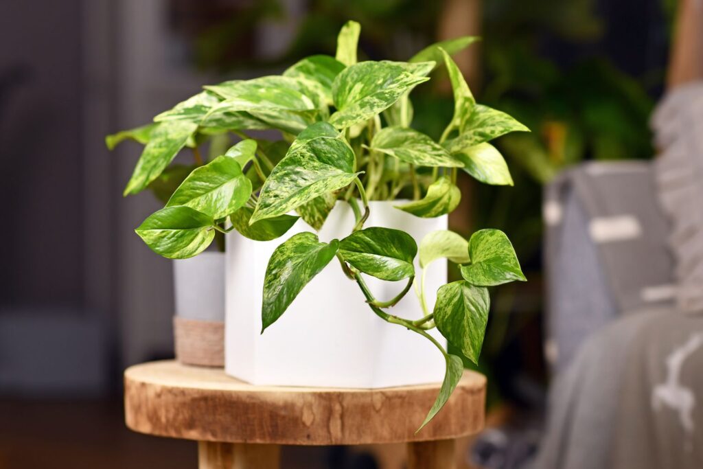 Plantele de interior nu sunt doar o adiție frumoasă la decorul casei tale, ci și au o serie de beneficii pentru sănătate. Acestea pot aduce un plus de frumusețe și prospețime în casa ta, îmbunătățind calitatea aerului și creând un mediu mai plăcut.